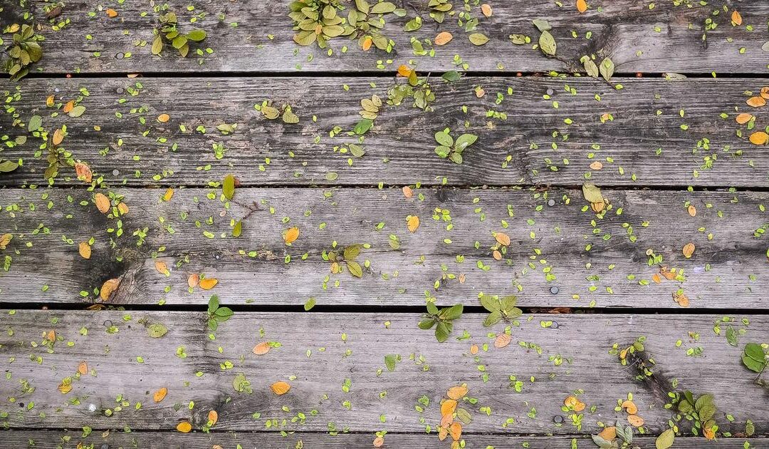 8 Wetenschappelijk Bewezen Voordelen van Stevia: De Natuurlijke Zoetstof