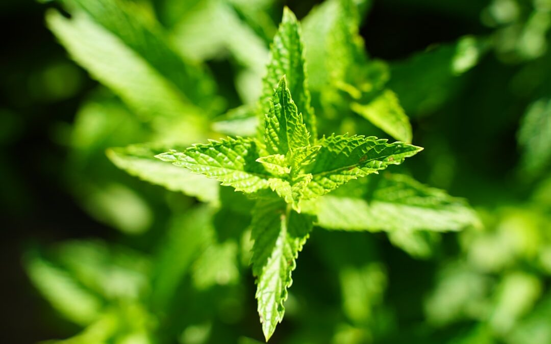 Stevia: Veelgestelde Vragen en Antwoorden (FAQ)