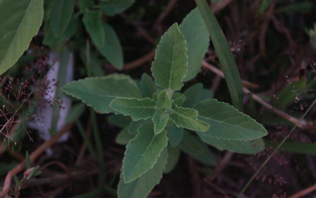 Stevia Gezond: Top 10 Voordelen Die Je Moet Kennen