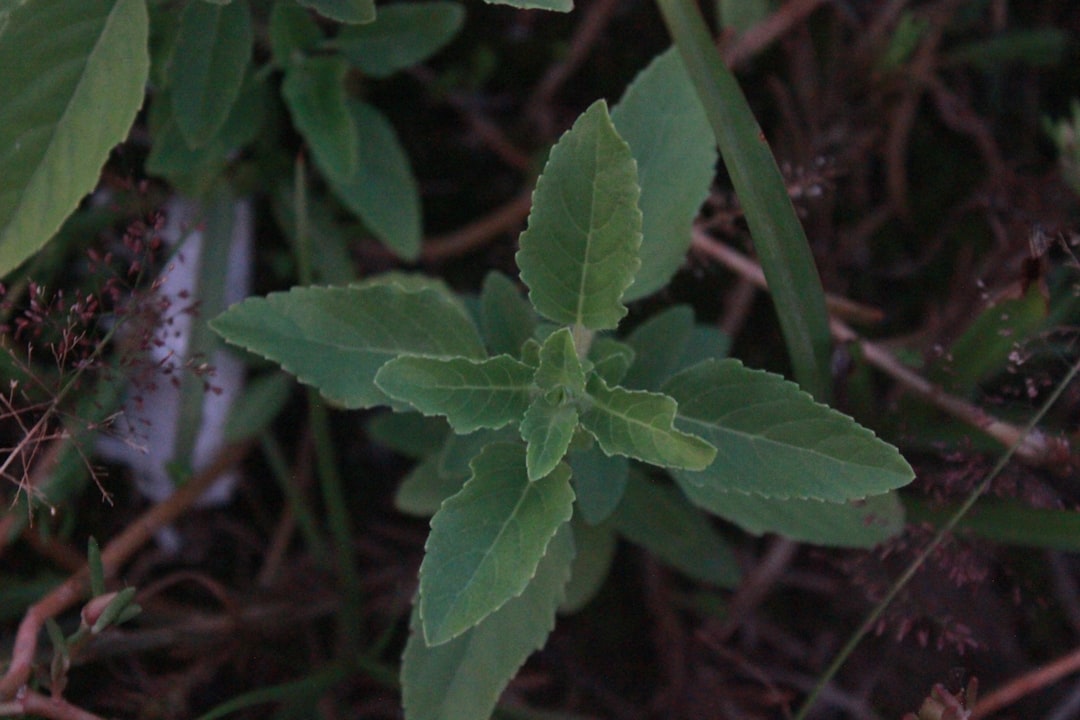 stevia gezond - Stevia Gezond: Top 10 Voordelen Die Je Moet Kennen