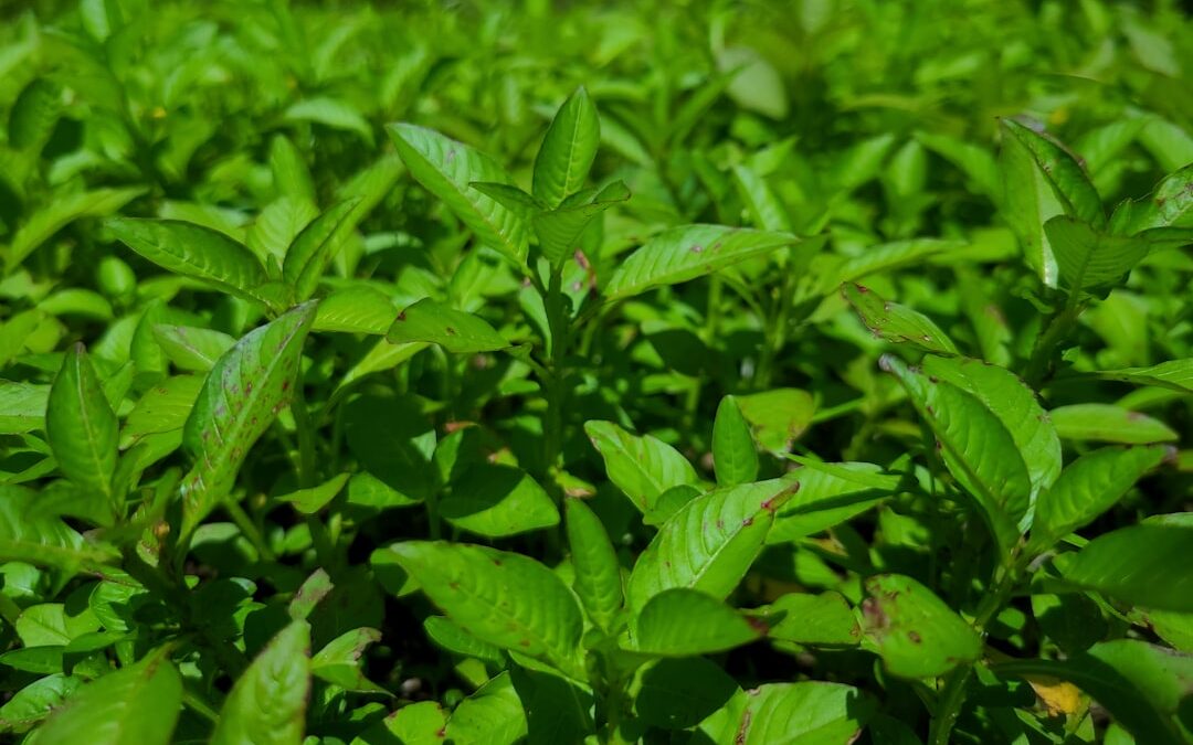 Stevia Plant Kopen: De Complete Koopgids (2026)