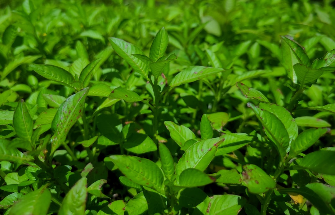 stevia plant - Stevia Plant Kopen: De Complete Koopgids (2026)