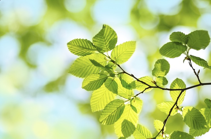 Top 10 Redenen om Stevia te Kiezen als Zoetstof