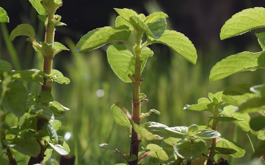 Natuurlijke Zoetstof: Voordelen van Stevia