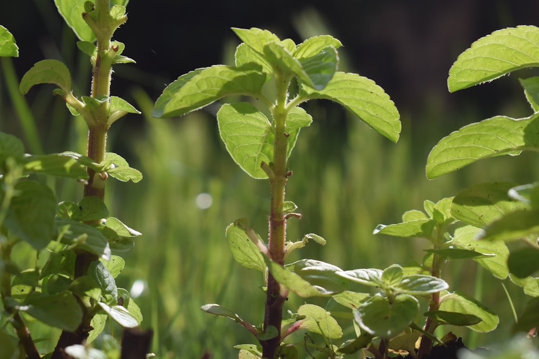 natuurlijke zoetstof - Natuurlijke Zoetstof: Voordelen van Stevia