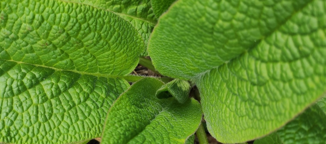stevia - Stevia Kopen: De Complete Koopgids (2026)