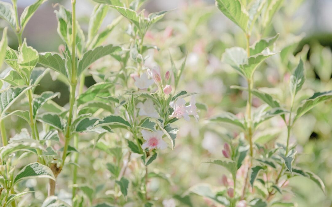 Stevia: Hoe Werkt Dit Natuurlijke Zoetmiddel?