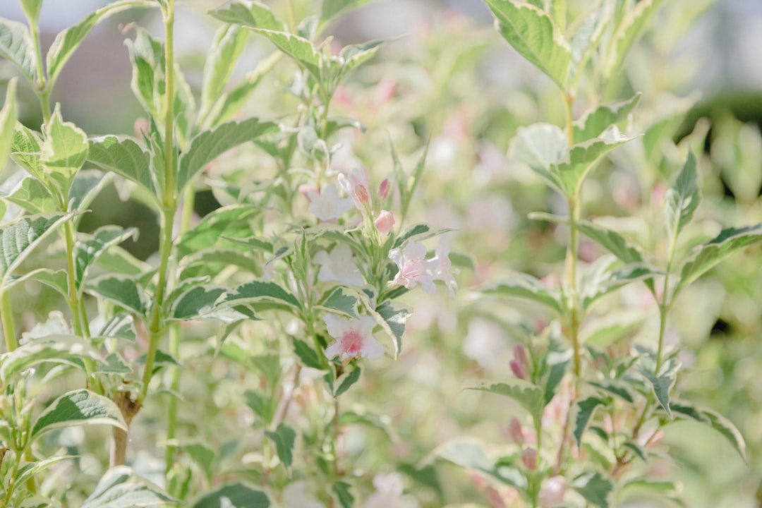 stevia - Stevia: Hoe Werkt Dit Natuurlijke Zoetmiddel?