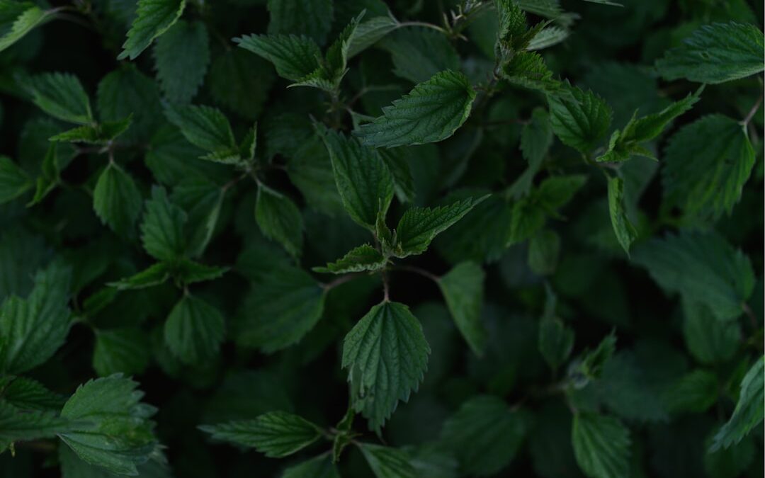 Top 10 Redenen om Stevia te Kiezen als Zoetstof