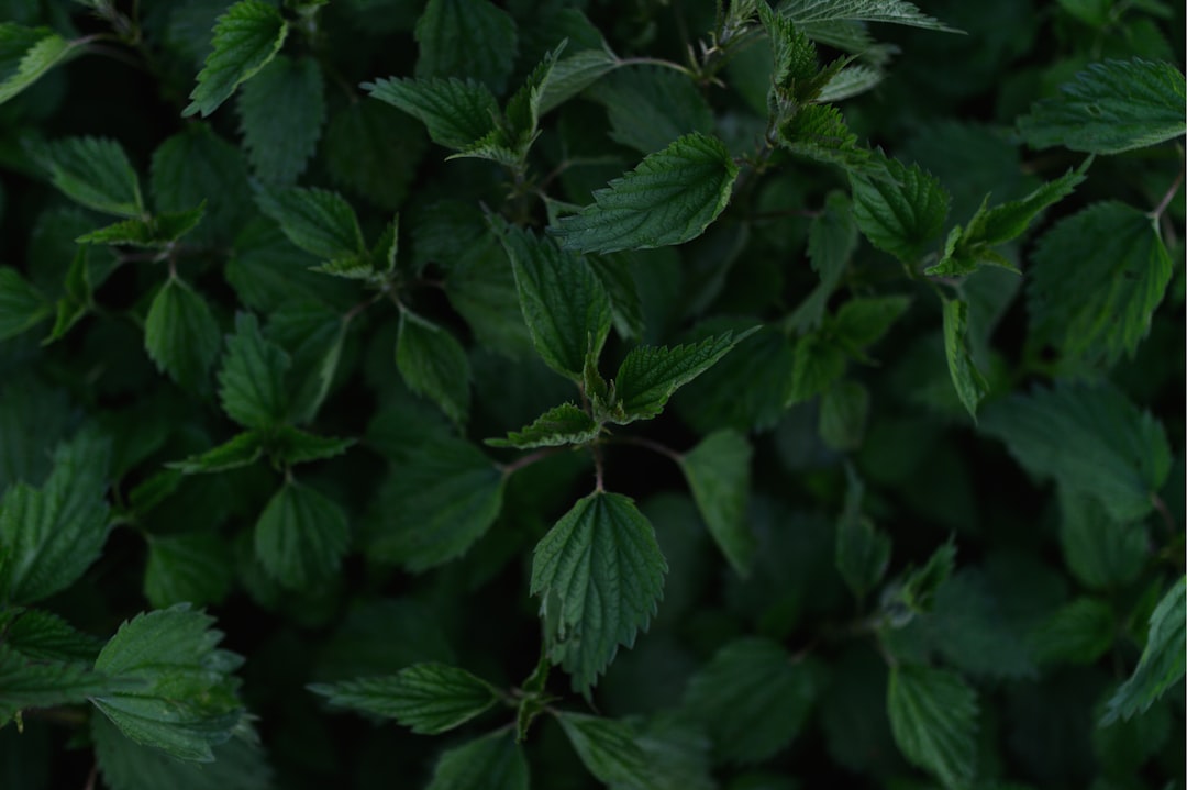 stevia - Top 10 Redenen om Stevia te Kiezen als Zoetstof
