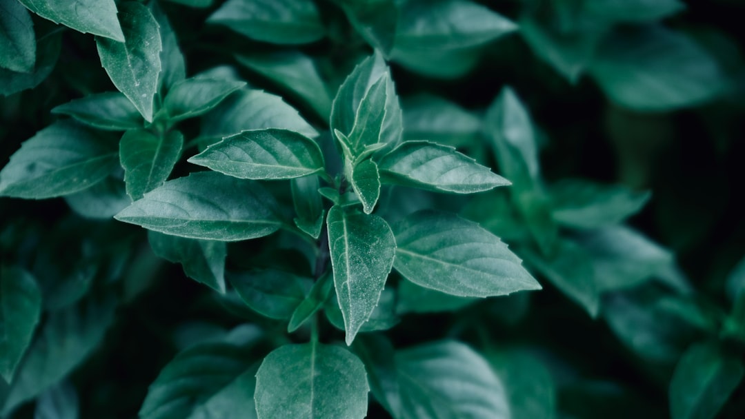 Stevia Bijwerkingen: Wat Je Moet Weten + Recepten