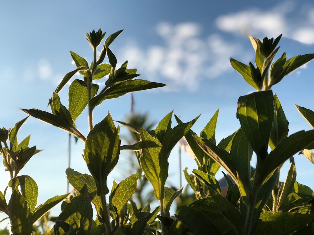 stevia kopen - Stevia Kopen: Hoe Werkt Het & Wat Moet Je Weten?