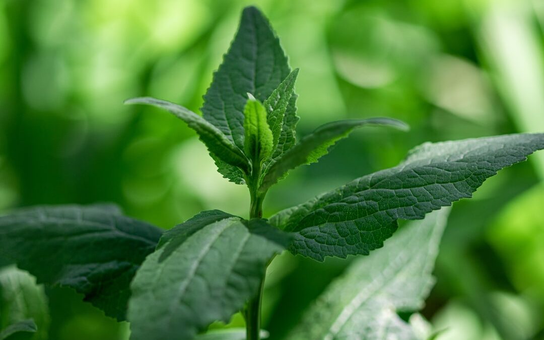 Stevia Online Bestellen: Zo Werkt Het (Complete Gids)