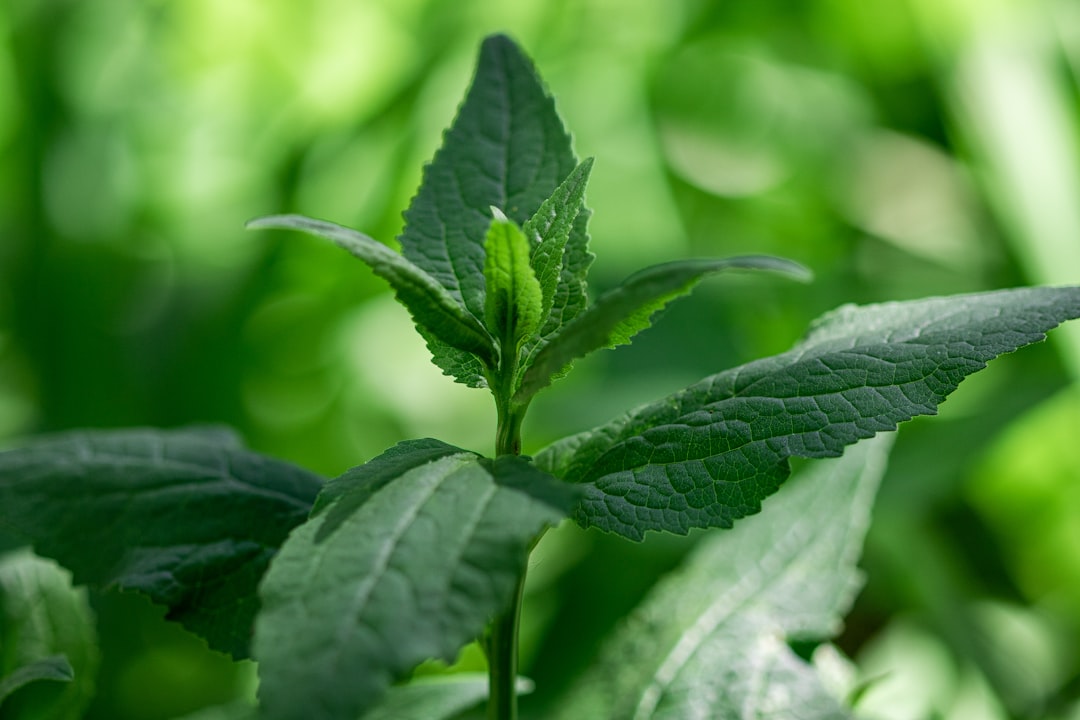 stevia online bestellen - Stevia Online Bestellen: Zo Werkt Het (Complete Gids)