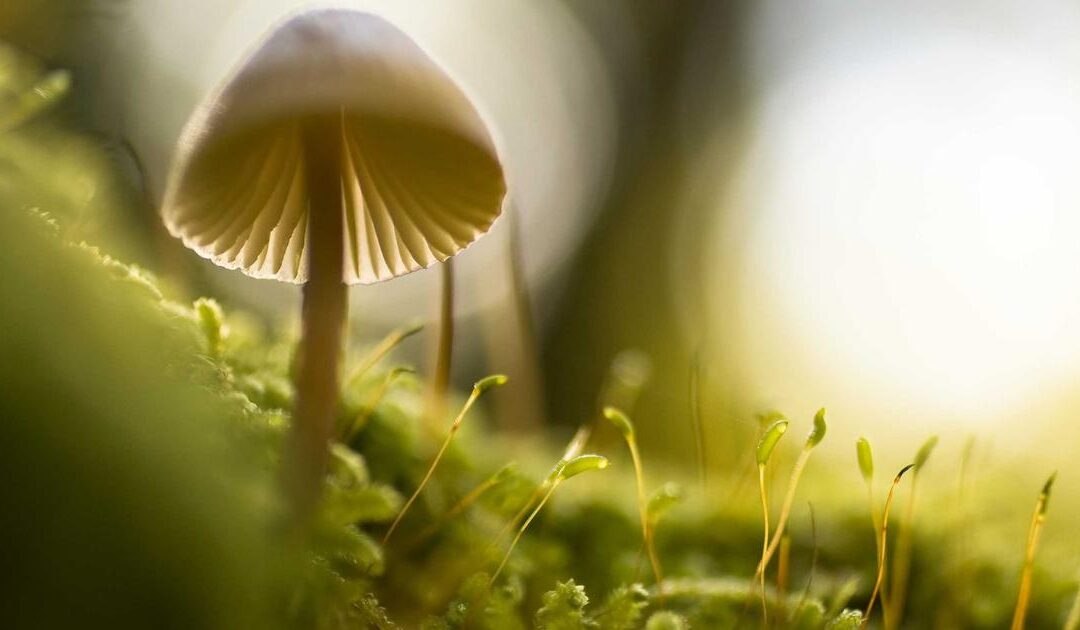 Stevia Stroop Kopen: De Beste Opties Vergeleken