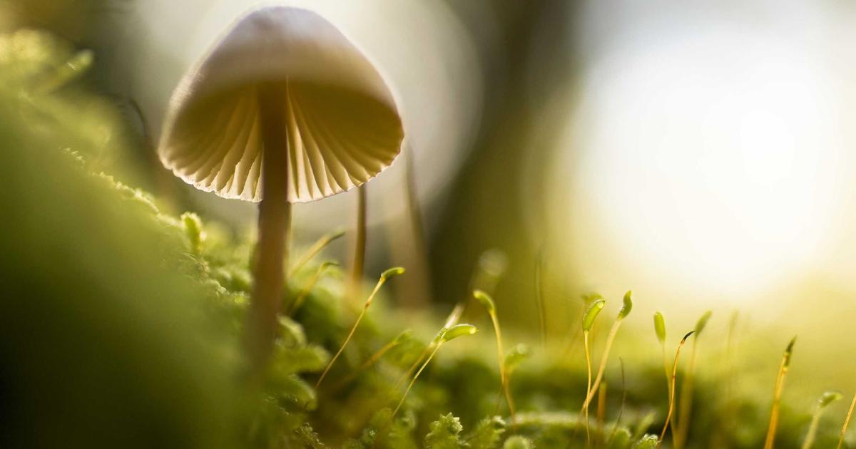 stevia stroop kopen - Stevia Stroop Kopen: De Beste Opties Vergeleken