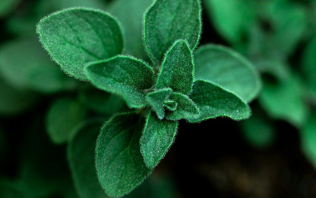 Hoe Werkt Stevia? Alles Over Dit Natuurlijke Zoetmiddel
