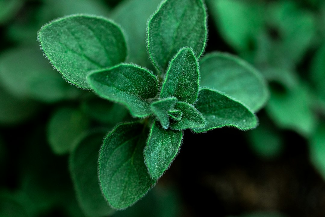 stevia - Hoe Werkt Stevia? Alles Over Dit Natuurlijke Zoetmiddel