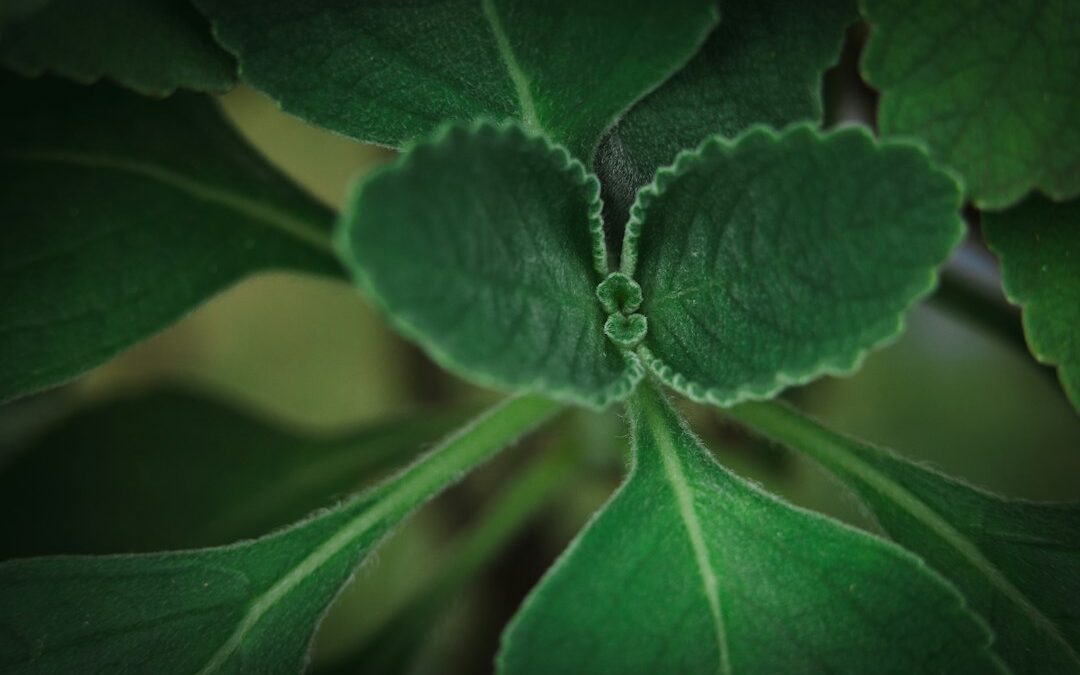 Stevia Bijwerkingen: Wat Je Moet Weten (+ Recepten)