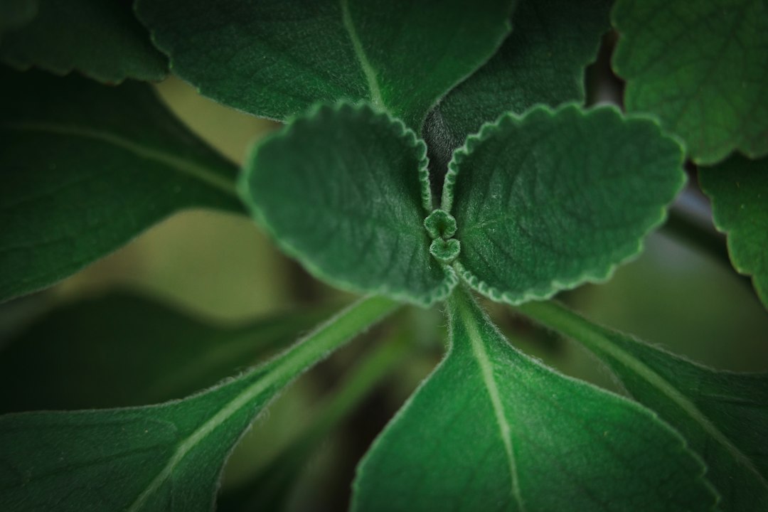 stevia bijwerkingen - Stevia Bijwerkingen: Wat Je Moet Weten (+ Recepten)