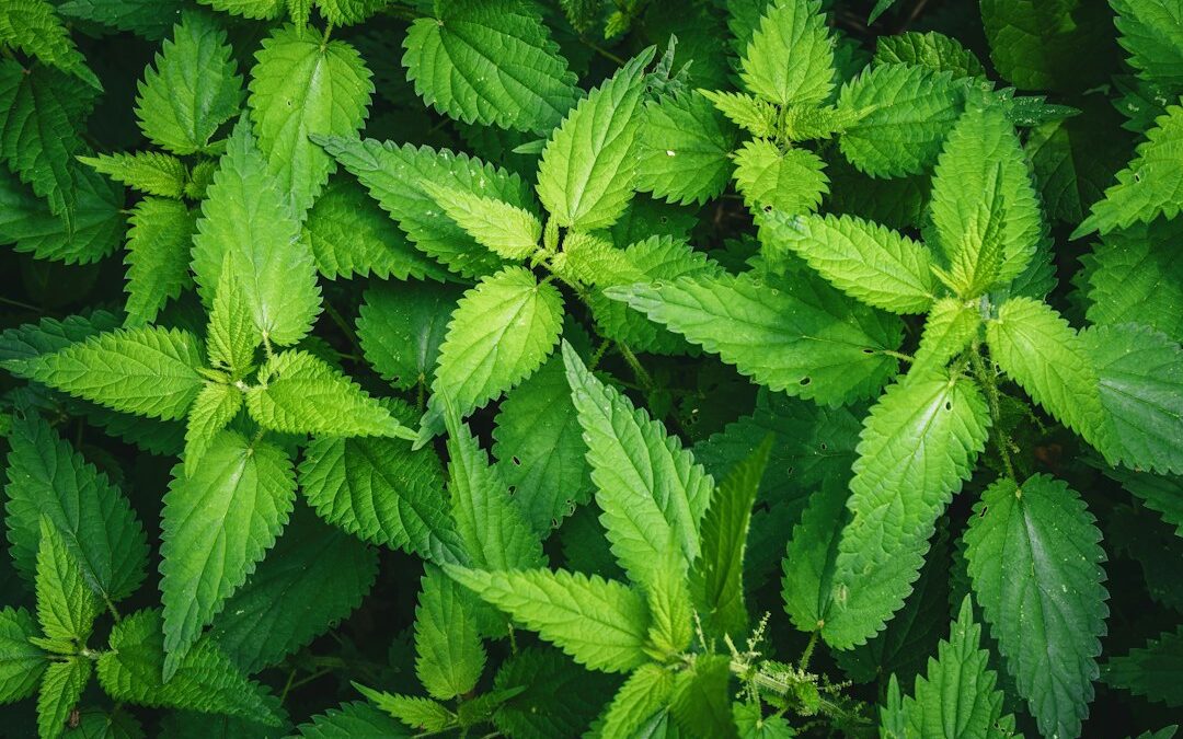 Stevia Kopen: Alles Wat Je Moet Weten (FAQ)