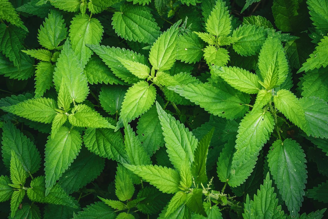 stevia kopen - Stevia Kopen: Alles Wat Je Moet Weten (FAQ)