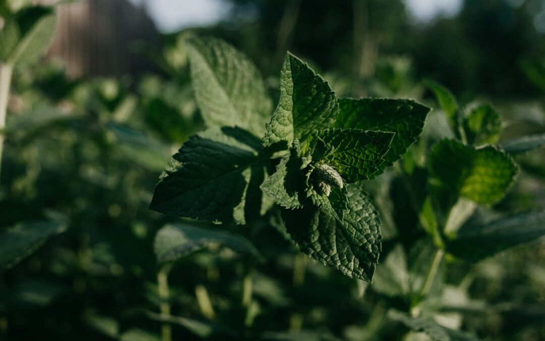 Stevia vs Suiker: Wat Is de Beste Keuze? (2026)