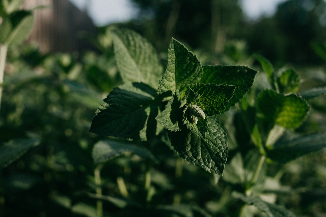 stevia vs suiker - Stevia vs Suiker: Wat Is de Beste Keuze? (2026)