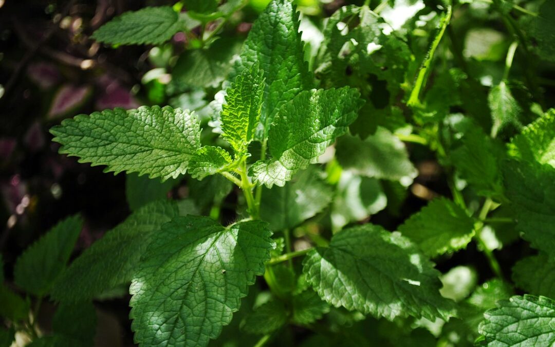 Suikervrije Zoetstof: 7 Voordelen van Stevia