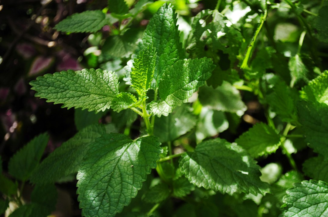 suikervrije zoetstof - Suikervrije Zoetstof: 7 Voordelen van Stevia