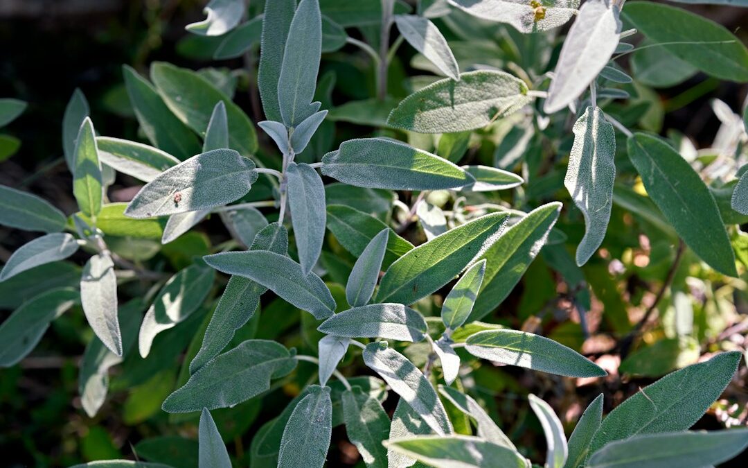 Gezonde Suikervervanger: 7 Voordelen van Stevia