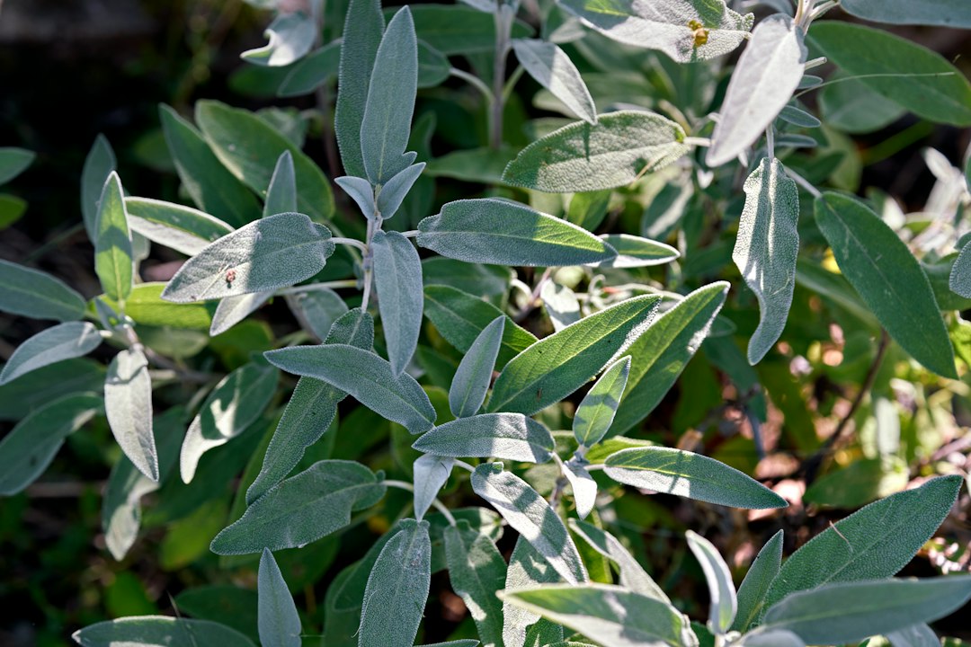 gezonde suikervervanger - Gezonde Suikervervanger: 7 Voordelen van Stevia