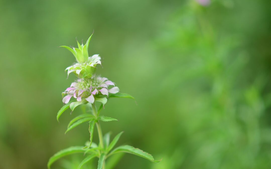 Stevia Bijwerkingen: Wat Je Moet Weten (Koopgids)