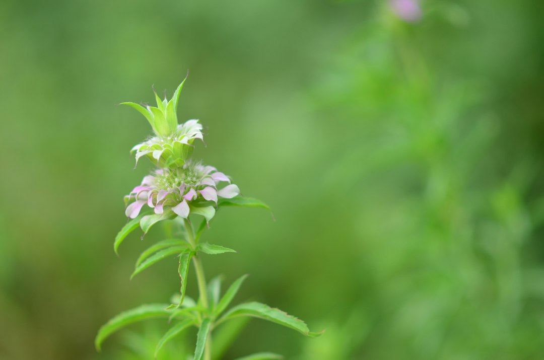 stevia bijwerkingen - Stevia Bijwerkingen: Wat Je Moet Weten (Koopgids)