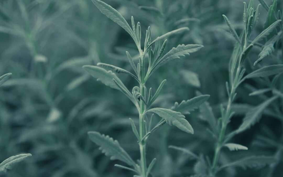 Stevia vs Suiker: Wat Is de Beste Keuze? (2026)