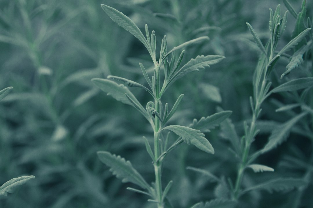 stevia vs suiker - Stevia vs Suiker: Wat Is de Beste Keuze? (2026)